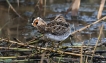 Oiseaux Bécassine des marais (Gallinago gallinago)