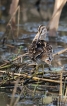 Oiseaux Bécassine des marais (Gallinago gallinago)