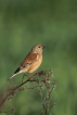 Oiseaux Linotte mélodieuse (Linaria cannabina)
