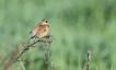 Oiseaux Linotte mélodieuse (Linaria cannabina)