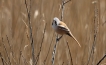 Oiseaux Panure à moustaches