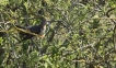 Oiseaux Coucou gris (Cuculus canorus)