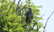 Oiseaux Coucou gris (Cuculus canorus)