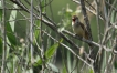 Oiseaux Rousserolle turdoïde (Acrocephalus arundinaceus)