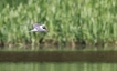 Oiseaux Sterne pierregarin
