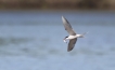 Oiseaux Sterne pierregarrin