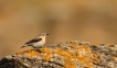 Oiseaux Traquet motteux (Oenanthe oenanthe)