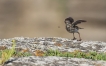 Oiseaux Pipit farlouse (Anthus pratensis)