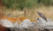 Oiseaux Coucou gris (Cuculus canorus)