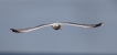 Oiseaux Goéland