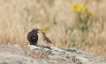 Oiseaux Coucou gris (Cuculus canorus)