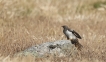 Photo nature