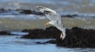 Oiseaux Goéland argenté