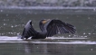 Oiseaux Grand cormoran