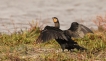 Oiseaux Grand cormoran