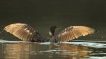 Oiseaux Grand cormoran