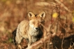  Renard