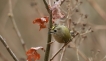 Oiseaux Roitelet huppé (Regulus regulus)