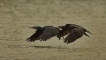 Oiseaux Grand cormoran