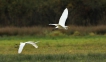 Oiseaux Grande aigrette (Ardea alba)