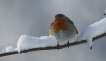 Oiseaux Rouge gorge familier