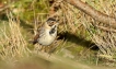 Oiseaux Bruant des roseaux