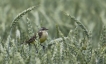 Oiseaux Bergeronette printanière (Motacilla flava)