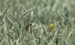 Oiseaux Bergeronette printanière (Motacilla flava)