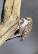 Oiseaux Grimpereau des jardins (Certhia brachydactyla)