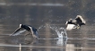 Oiseaux Foulque macroule (Fulica atra)
