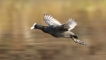 Oiseaux Foulque macroule (Fulica atra)