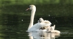 Oiseaux Cygne tuberculé