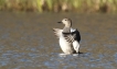 Oiseaux canard chipeau