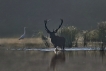 Mammifères Cerf