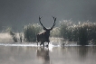 Mammifères Cerf