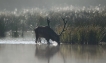 Mammifères Cerf