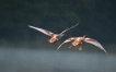 Oiseaux canard col vert