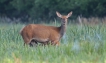  Biche et son faon
