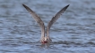 Oiseaux Goéland pontique