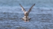 Oiseaux Goéland pontique