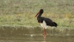 Oiseaux cigogne noire