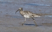 Oiseaux Courlis cendré (Numenius arquata)