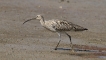 Oiseaux Courlis cendré (Numenius arquata)