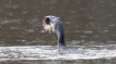 Oiseaux Grand cormoran