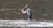 Oiseaux Grand cormoran