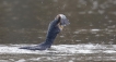 Oiseaux Grand cormoran