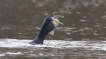 Oiseaux Grand cormoran