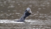 Oiseaux Grand cormoran