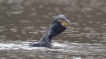 Oiseaux Grand cormoran