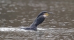 Oiseaux Grand cormoran